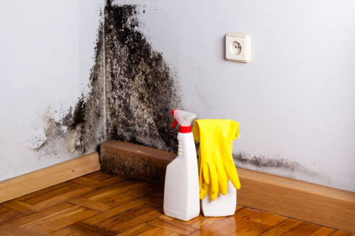 mold removal