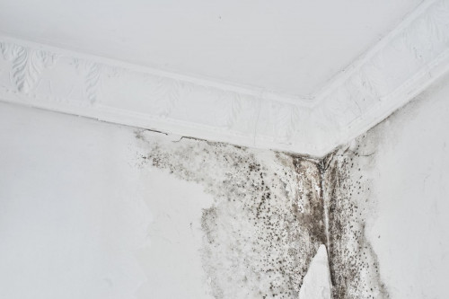 mold removal2