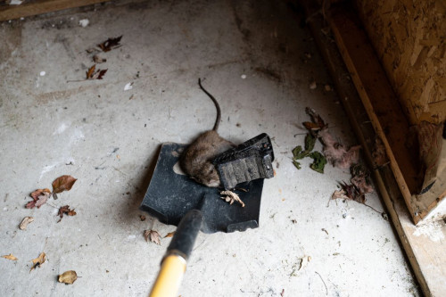 rat cleanup