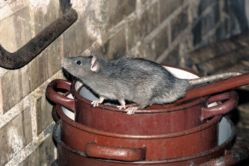 rodent cleanup arlington fairfax woodbridge mclean alexandria va