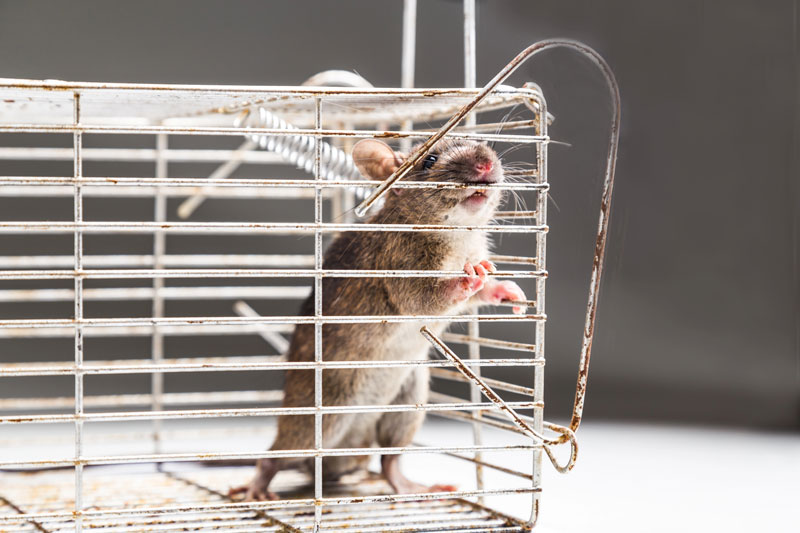 Rat in a trap during pest control extermination in Alexandria