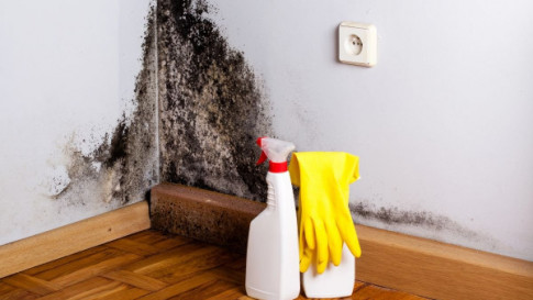 How Mold Impacts Health in Fairfax, Woodbridge, McLean, Alexandria, Arlington, VA, and Surrounding Areas