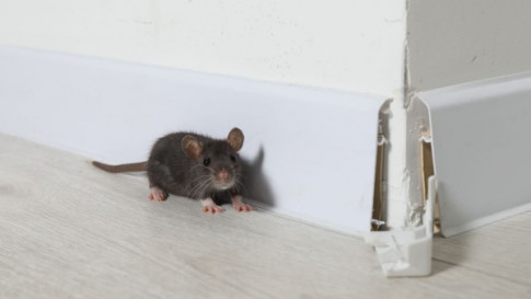 How Pest Control and T.A.C.T. PWC Work Together in the Bed Bug Treatment Process