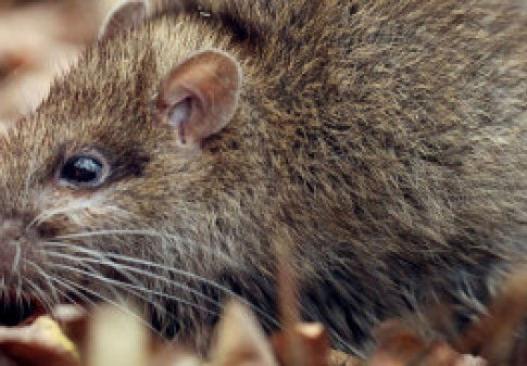 Pest Infestation Cleanup in Northern Virginia, Washington, D.C. & Frederick, MD