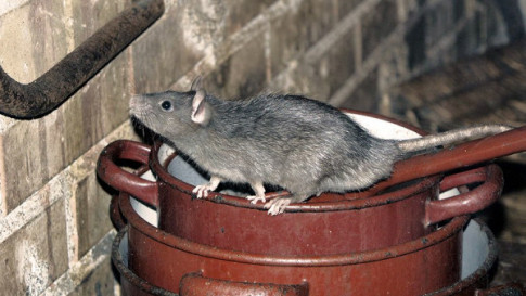 Rat Cleanup in Alexandria, Arlington, McLean, Fairfax, Dumfries, Woodbridge, VA, and Surrounding Areas