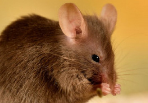 Rodent Cleanup in Oakton, Reston, Fairfax, Leesburg, Arlington, Ashburn, VA, and Surrounding Areas