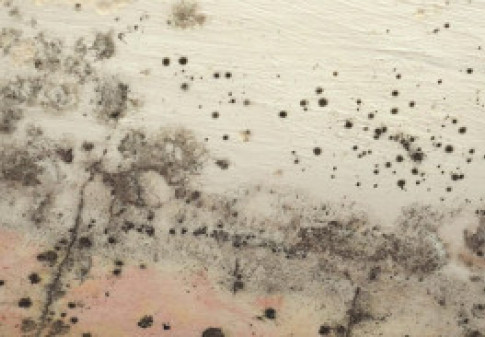 Steps in Mold Removal in Fairfax, Woodbridge, McLean, Alexandria, Arlington, VA, and Surrounding Areas