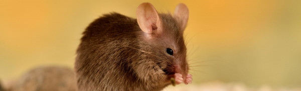 Rat Cleanup & Rodent Dropping Cleanup in Ashburn, VA