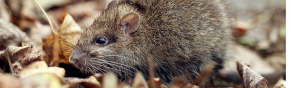Rodent Dropping and Pest Infestation Cleanup in Leesburg, VA