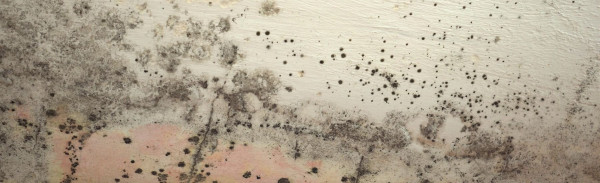 Steps in Mold Removal in Fairfax, Woodbridge, McLean, Alexandria, Arlington, VA, and Surrounding Areas